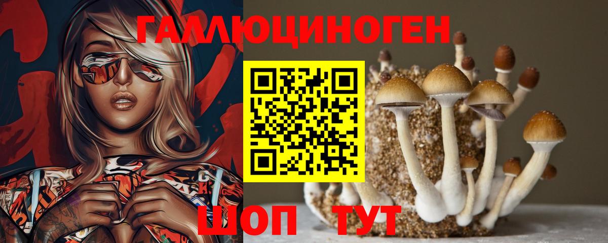 Псилоцибиновые грибы Psilocybe Черняховск